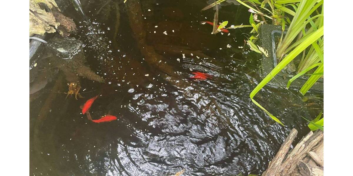 Einfamilienhaus Wöllstadt Nieder-Wöllstadt - 5 Zimmer, 120 m&sup2;, 395.000&euro; | Angebot:25690847