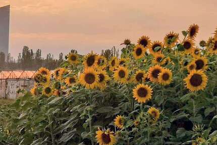 Wohnung Frankfurt am Main Oberrad - 3 Zimmer, 80 m&sup2;, 450.000&euro; | Angebot:25520605