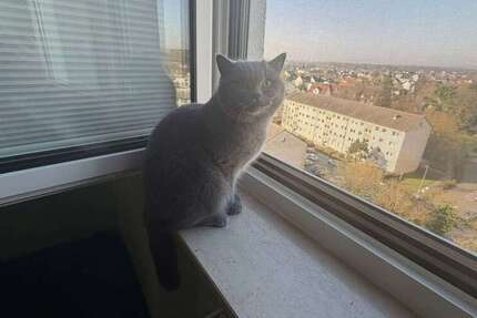 Wohnung zum Kaufen in Maintal 265.000 € 75 m² - Wohnung Maintal | Angebot:25362495