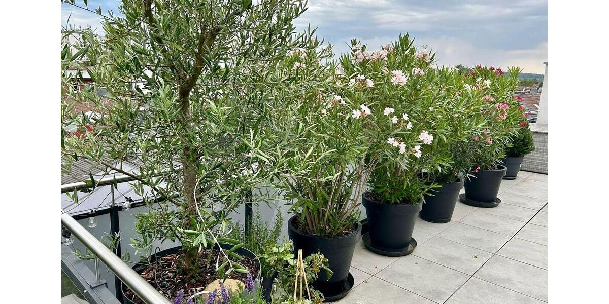 Einfamilienhaus Maintal - 4 Zimmer, 106 m&sup2;, 1.620&euro; | Angebot:25158266