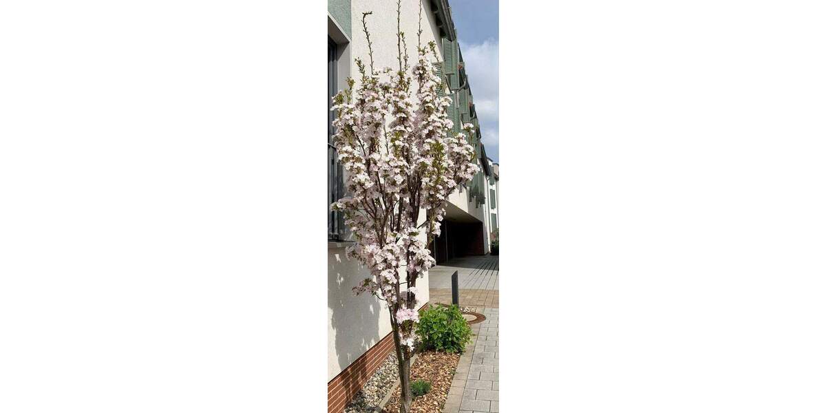 Etagenwohnung Frankfurt / Kalbach-Riedberg Kalbach - 3 Zimmer, 75 m&sup2;, 432.000&euro; | Angebot:25659215