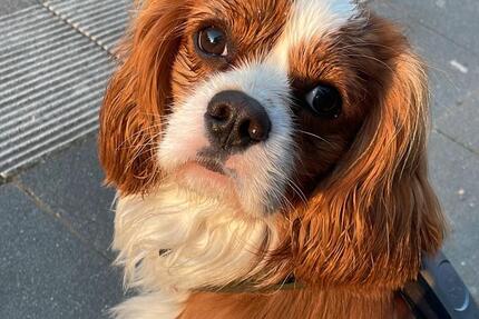 Wohnung Rosbach vor der Höhe - 2 Zimmer, 50 m&sup2;, 600&euro; | Angebot:24803596