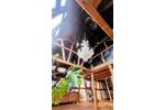 Bauernhaus, Landhaus Rodenbach Niederrodenbach - 6 Zimmer, 280 m&sup2;, 795.000&euro; | Angebot:25663300