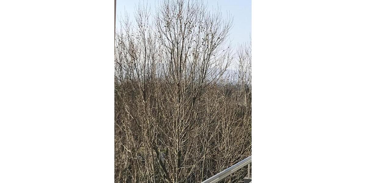 Etagenwohnung Frankfurt am Main Nord-Ost - 3 Zimmer, 82 m&sup2;, 1.200&euro; | Angebot:25632932