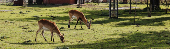 Wildpark Alte Fasanerie Hanau Hessen Wildtiere Natur Familie