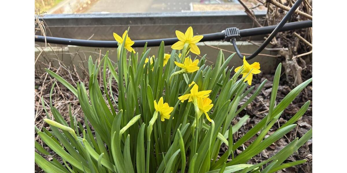 Einfamilienhaus Groß-Umstadt Umstadt - 9 Zimmer, 220 m&sup2;, 3.000&euro; | Angebot:25415646