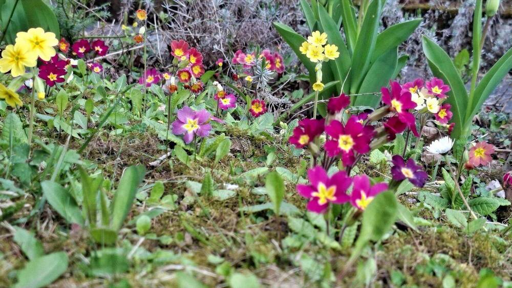 Doppelhaushälfte Frankfurt Sossenheim - 8 Zimmer, 180 m&sup2;, 495.000&euro; | Angebot:25916312