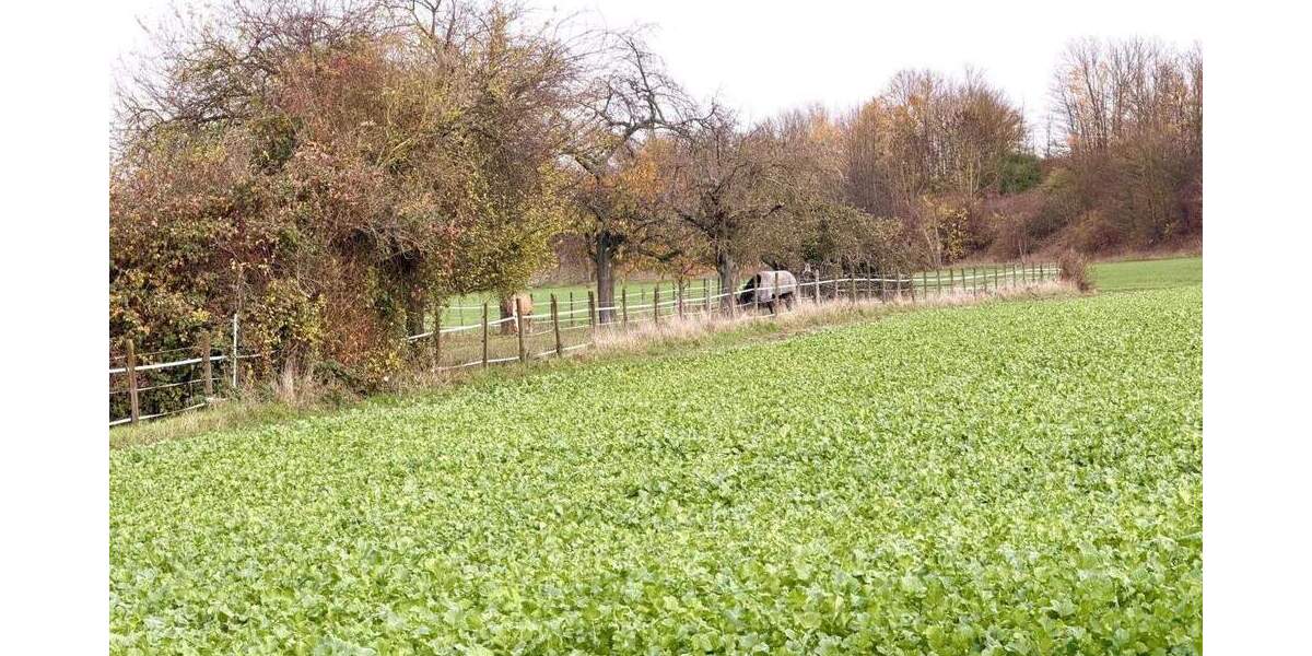 Etagenwohnung Frankfurt Berkersheim - 3 Zimmer, 72 m&sup2;, 299.000&euro; | Angebot:25696464