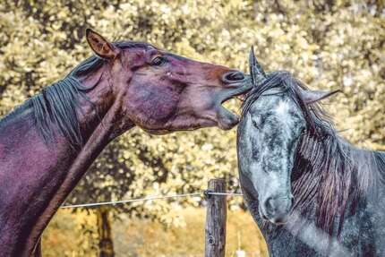 Haus Groß-Umstadt Umstadt - 5 Zimmer, 145 m&sup2;, 538.471&euro; | Angebot:25863828