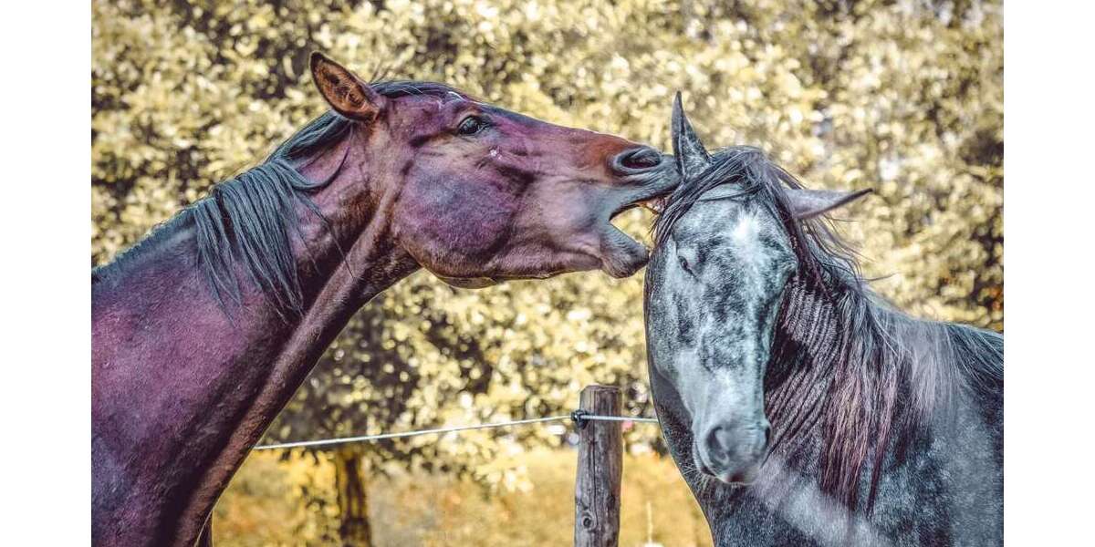 Einfamilienhaus Groß-Umstadt Umstadt - 5 Zimmer, 145 m&sup2;, 538.471&euro; | Angebot:26058240