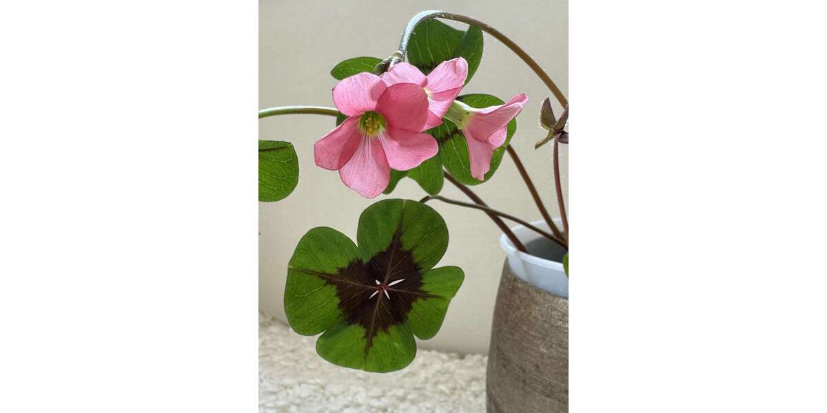 Grundstück Frankfurt / Griesheim Griesheim - 799.000&euro; | Angebot:24951755