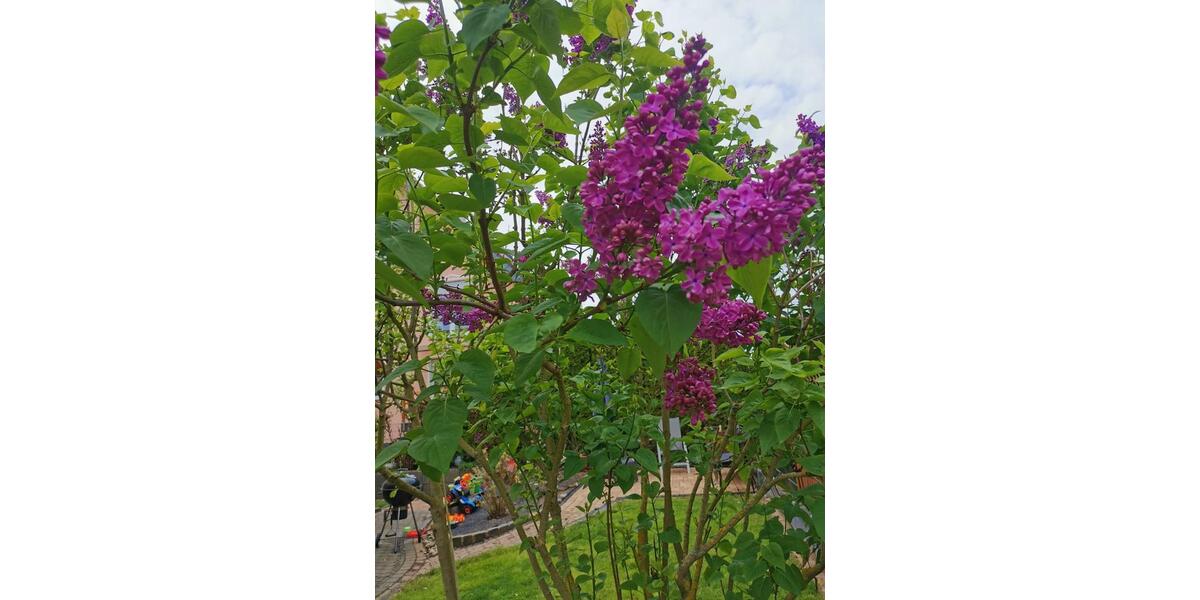 Einfamilienhaus Büdingen - 7 Zimmer, 163 m&sup2;, 650.000&euro; | Angebot:25900348